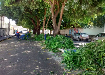 SDU Leste incentiva moradores a terem calçadas arborizadas e orienta sobre podas